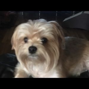 Meet your Posher, Rosemary